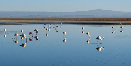 flamants